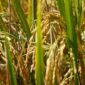 Harga gabah kering panen. (Pixabay.com/ignartonosbg)