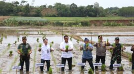 Wakil Menteri Pertanian (Wamentan) Sudaryono meninjau percepatan tanam di Kabupaten Jepara, Jawa Tengah. (Dok. Kementan)