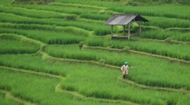 Petani merasakan manfaat kebijakan HPP Gabah Kering Panen (GKP) yang ditetapkan Presiden Prabowo Subianto sebesar Rp6.500 per kilogram. (Pixabay.com/ignartonosbg)