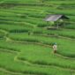 Petani merasakan manfaat kebijakan HPP Gabah Kering Panen (GKP) yang ditetapkan Presiden Prabowo Subianto sebesar Rp6.500 per kilogram. (Pixabay.com/ignartonosbg)
